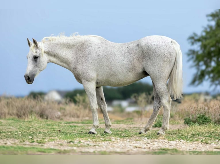 American Quarter Horse Mare 14 years 14,3 hh Grey in Weatherford TX