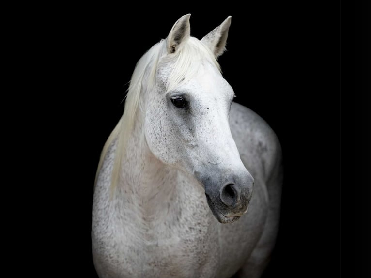 American Quarter Horse Mare 14 years 14,3 hh Grey in Weatherford TX