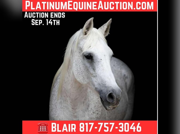 American Quarter Horse Mare 14 years 14,3 hh Grey in Weatherford TX