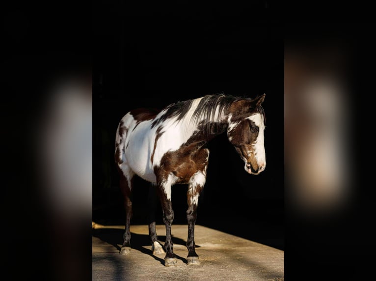American Quarter Horse Mare 14 years 14,3 hh Overo-all-colors in Quitman AR