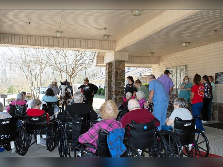 American Quarter Horse Mare 14 years 14,3 hh Overo-all-colors in Quitman AR