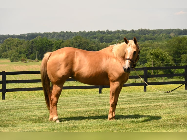 American Quarter Horse Mare 14 years 14,3 hh Palomino in Fredericksburg