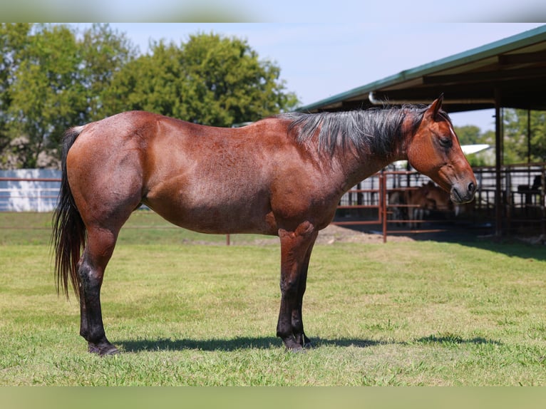 American Quarter Horse Mare 14 years 14,3 hh Roan-Bay in Forney