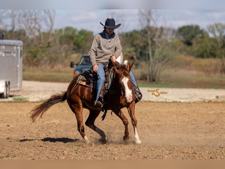 American Quarter Horse Mare 14 years 14,3 hh Sorrel in Bogard