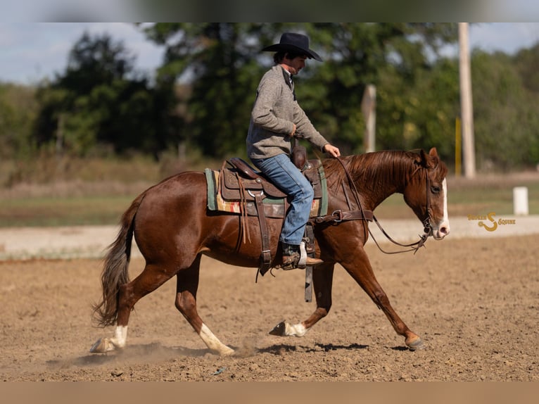 American Quarter Horse Mare 14 years 14,3 hh Sorrel in Bogard