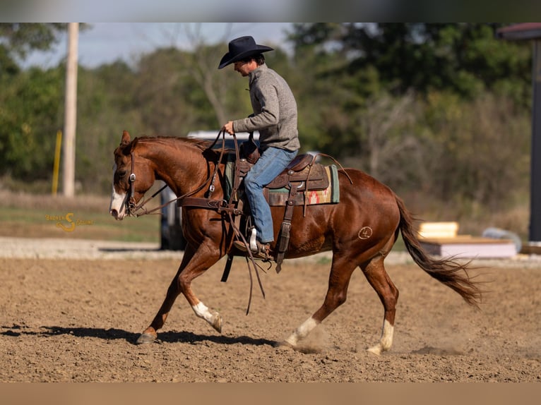American Quarter Horse Mare 14 years 14,3 hh Sorrel in Bogard