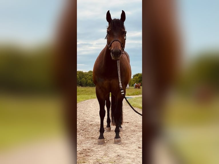 American Quarter Horse Mare 14 years 15,1 hh Brown in Pierpont, OH