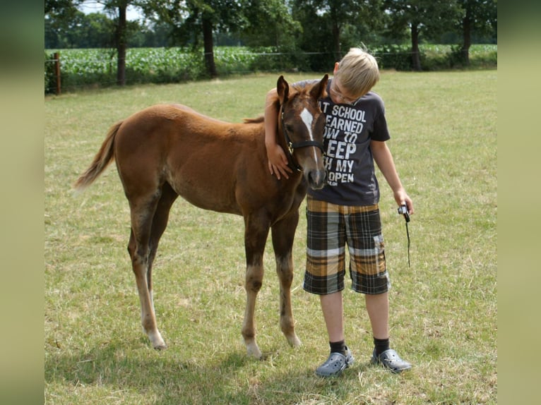American Quarter Horse Mare 14 years 15,1 hh Chestnut-Red in Westerstede
