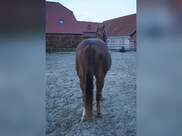 American Quarter Horse Mare 14 years 15,1 hh Chestnut-Red in Westerstede
