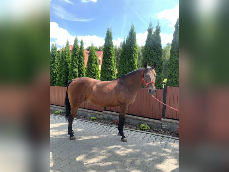 American Quarter Horse Mare 14 years 15,1 hh Smoky-Black in Skrzyszów