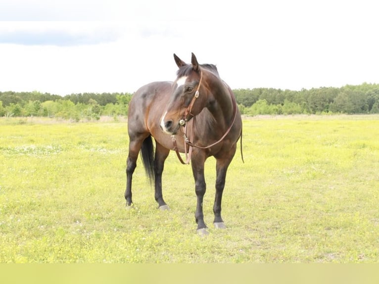 American Quarter Horse Mare 14 years 15,2 hh Bay in Moydock NC