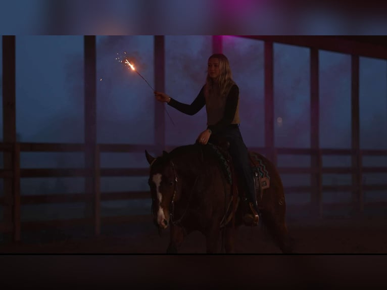 American Quarter Horse Mare 14 years 15 hh Bay in Quitman