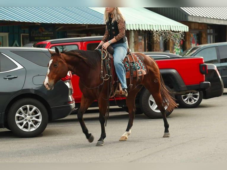 American Quarter Horse Mare 14 years 15 hh Bay in Quitman