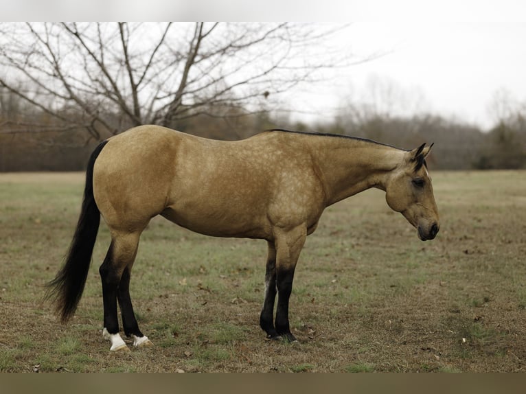American Quarter Horse Mare 14 years 15 hh Buckskin in Quitman