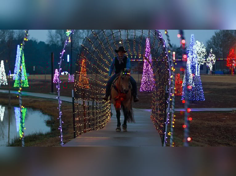 American Quarter Horse Mare 14 years 15 hh Buckskin in Quitman