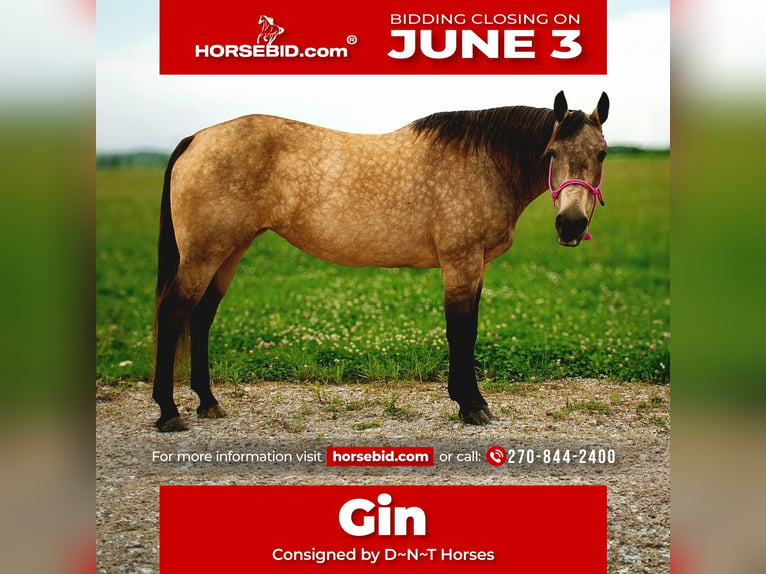 American Quarter Horse Mare 14 years 15 hh Buckskin in Henderson