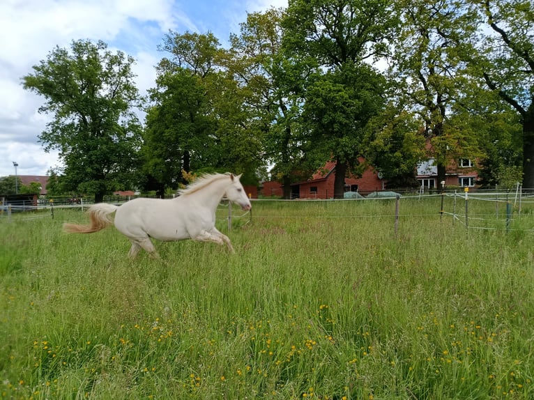 American Quarter Horse Mare 14 years 15 hh Champagne in Stolzenau
