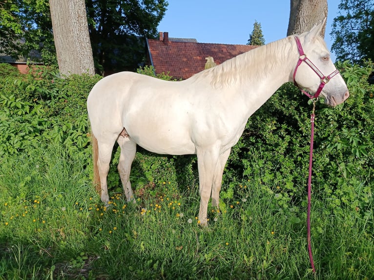 American Quarter Horse Mare 14 years 15 hh Champagne in Stolzenau