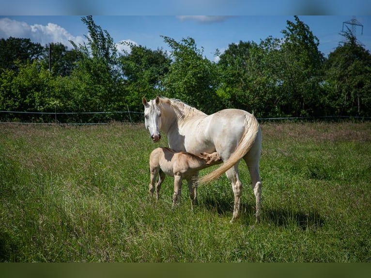 American Quarter Horse Mare 14 years 15 hh Champagne in Stolzenau
