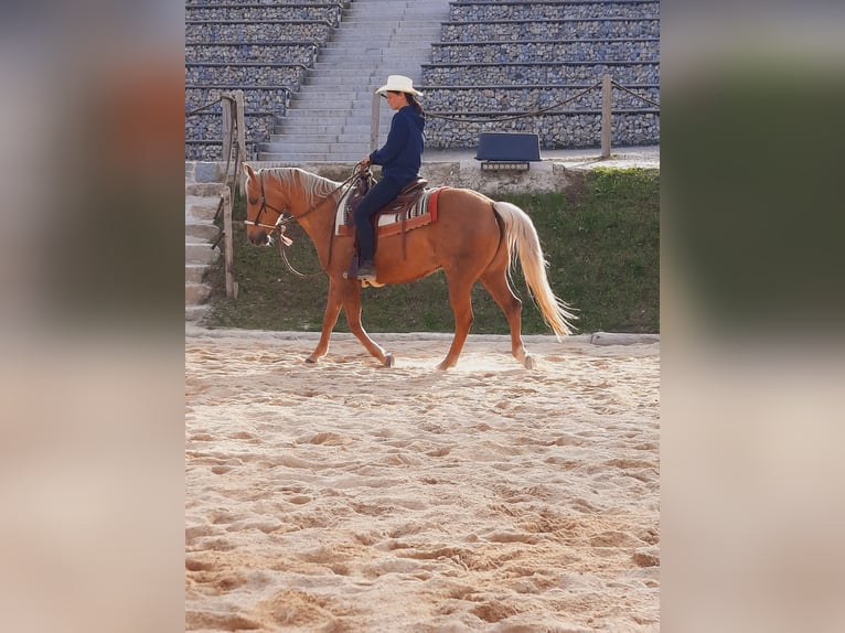 American Quarter Horse Mare 14 years 15 hh Palomino in Vilshofen