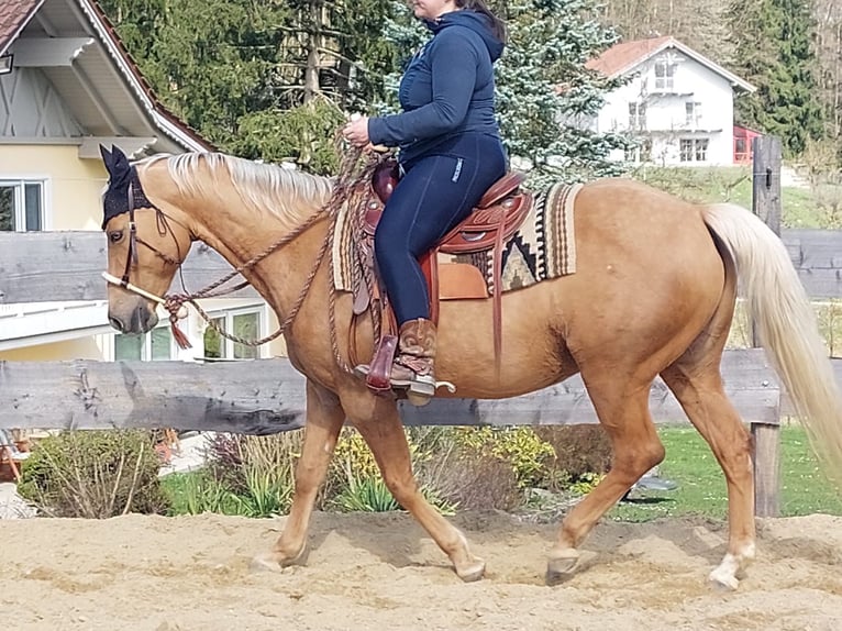 American Quarter Horse Mare 14 years 15 hh Palomino in Vilshofen