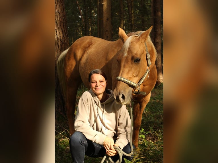 American Quarter Horse Mare 14 years 15 hh Palomino in Vilshofen