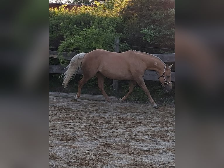 American Quarter Horse Mare 14 years 15 hh Palomino in Vilshofen