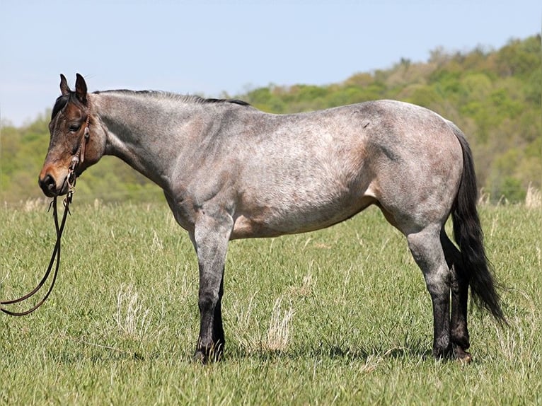 American Quarter Horse Mare 14 years 15 hh Roan-Blue in Somerset KY