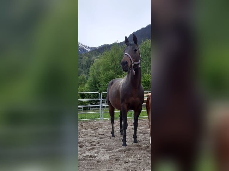 American Quarter Horse Mare 14 years 15 hh in Sankt Leonhard in Passeier