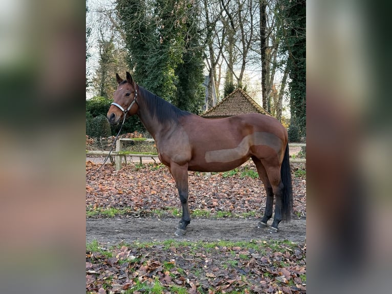 American Quarter Horse Mare 14 years 15,1 hh Brown in Grabau