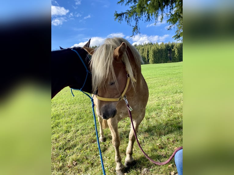 American Quarter Horse Mare 14 years 15,1 hh Brown in Peiting