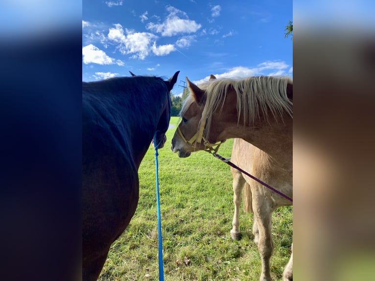 American Quarter Horse Mare 14 years 15,1 hh Brown in Peiting