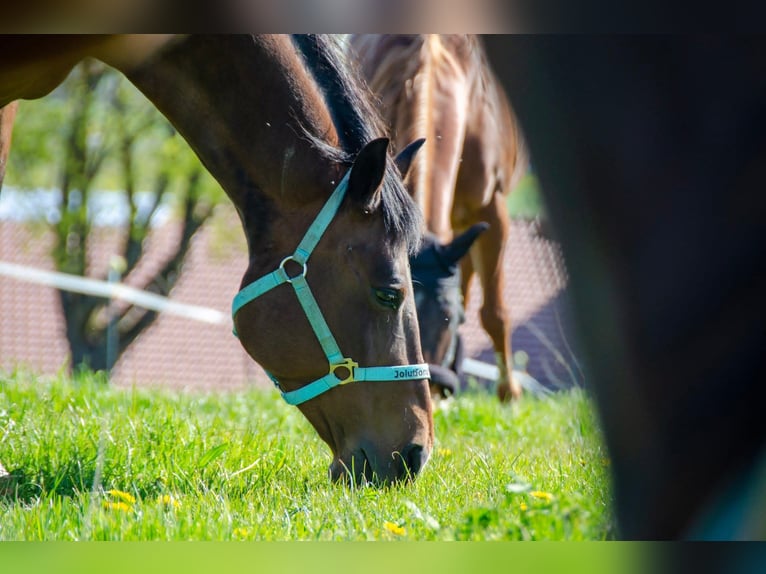 American Quarter Horse Mare 14 years 15,1 hh Brown in Peiting