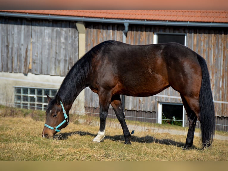 American Quarter Horse Mare 14 years 15,1 hh Brown in Peiting