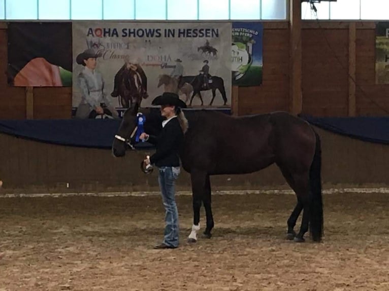 American Quarter Horse Mare 14 years 15,1 hh Brown in Peiting