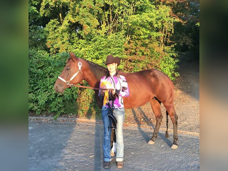 American Quarter Horse Mare 14 years 15,1 hh Brown in Peiting