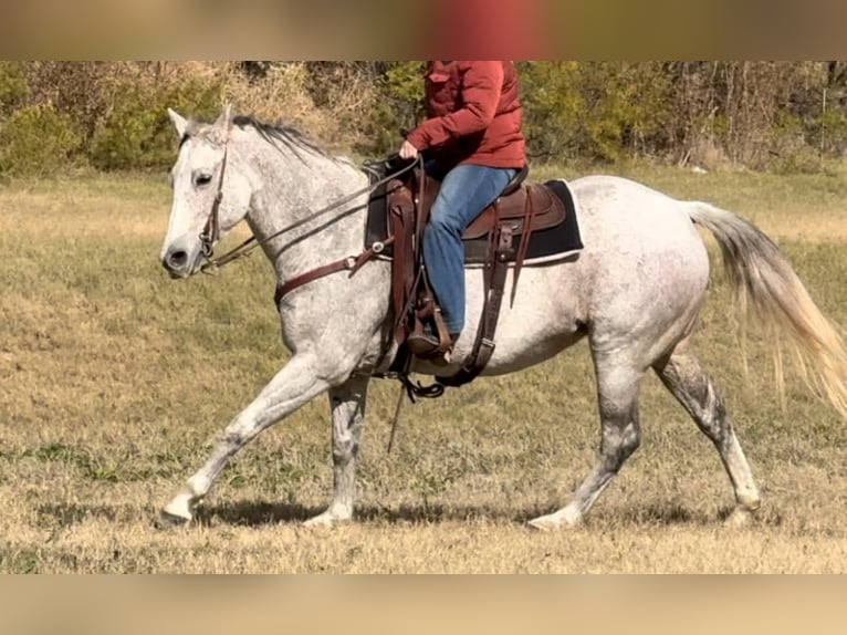 American Quarter Horse Mare 14 years 15,1 hh Grey in Weatherford TX