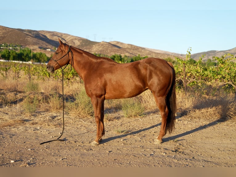 American Quarter Horse Mare 14 years 16 hh Sorrel in Santa Clarita