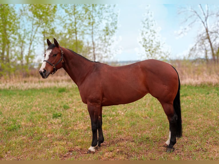 American Quarter Horse Mare 14 years Bay in Longmont