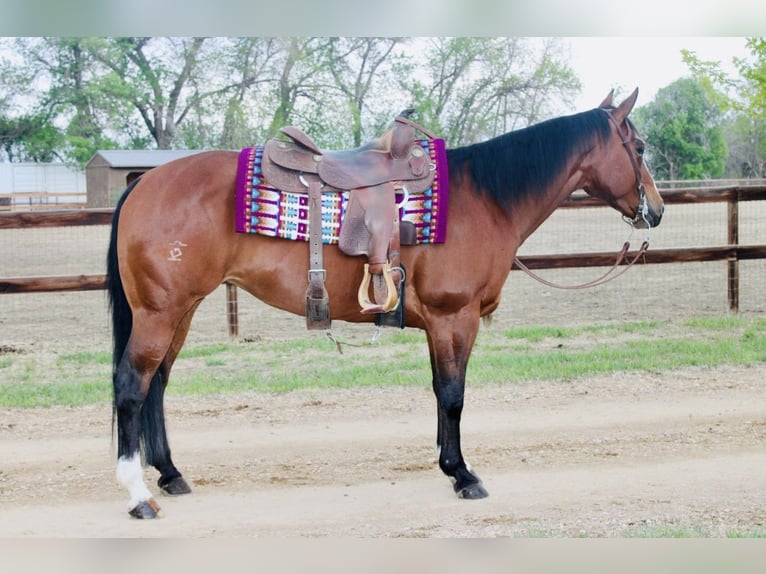 American Quarter Horse Mare 14 years Bay in Longmont