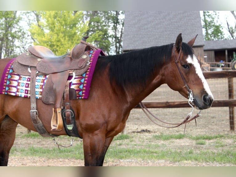 American Quarter Horse Mare 14 years Bay in Longmont