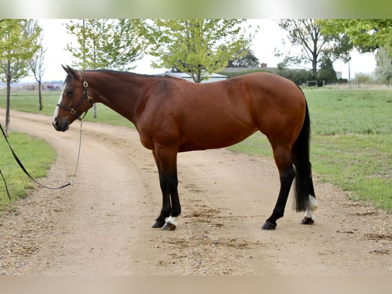 American Quarter Horse Mare 14 years Bay in Longmont