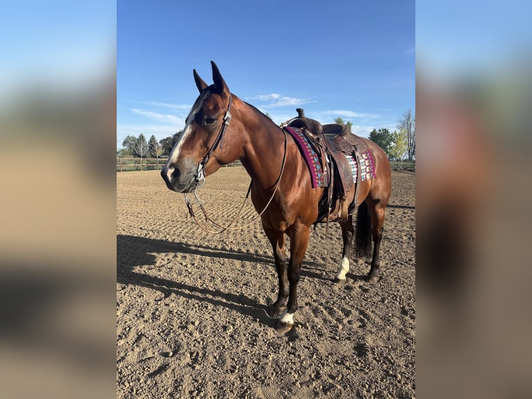 American Quarter Horse Mare 14 years Bay in Longmont