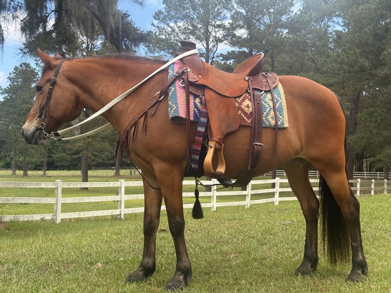 American Quarter Horse Mare 14 years Bay in Guyton