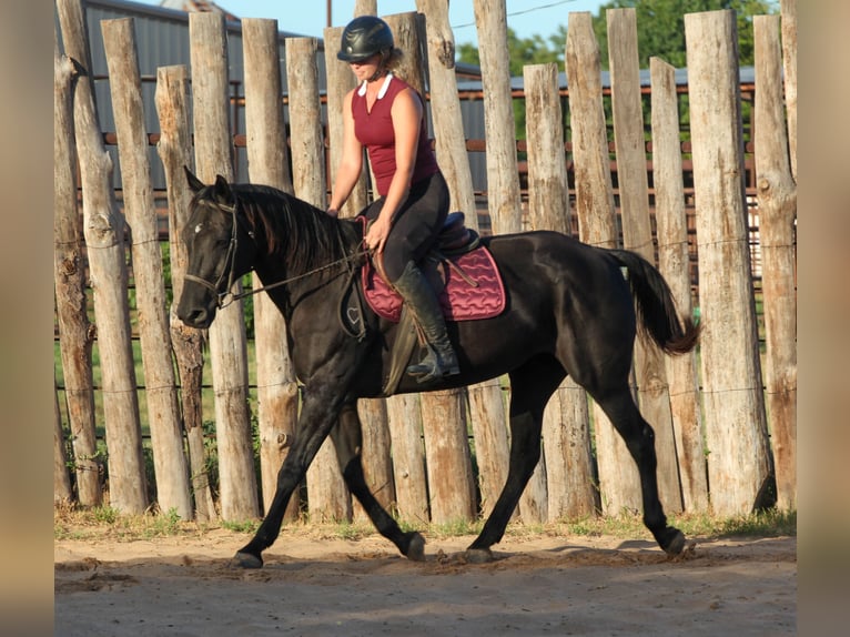 American Quarter Horse Mare 14 years Black in Athens