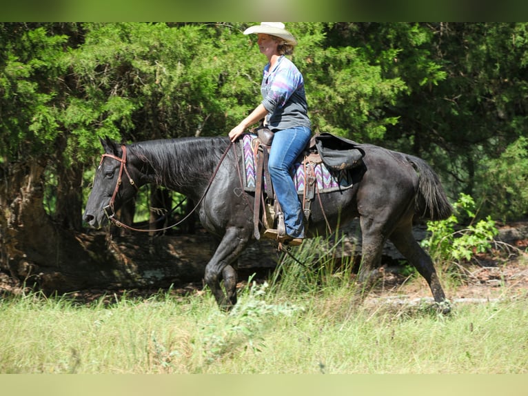 American Quarter Horse Mare 14 years Black in Athens