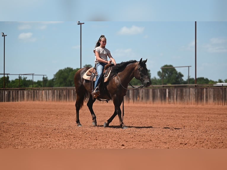 American Quarter Horse Mare 14 years Black in Waco