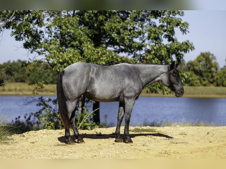 American Quarter Horse Mare 14 years Roan-Blue in Bee Branch