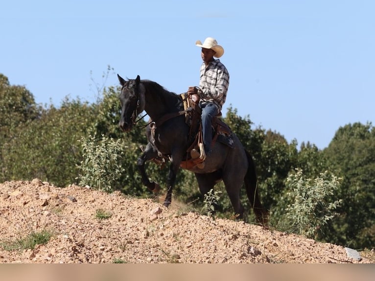 American Quarter Horse Mare 14 years Roan-Blue in Bee Branch