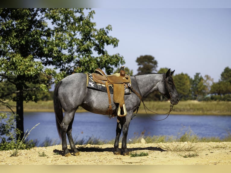 American Quarter Horse Mare 14 years Roan-Blue in Bee Branch